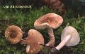 Lepiota josserandii-amf1189